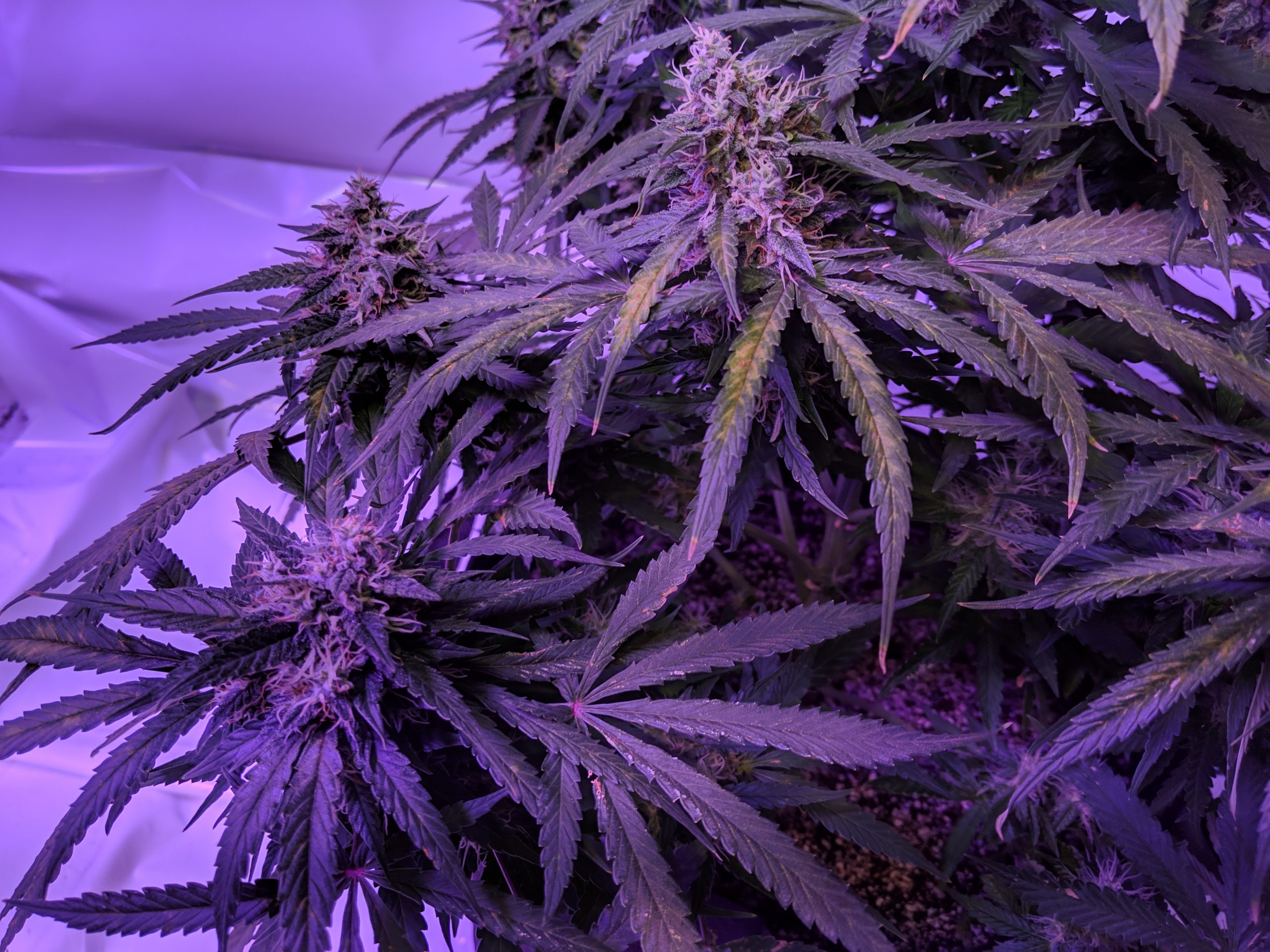 Auto Seeds Chemdog – Day 23