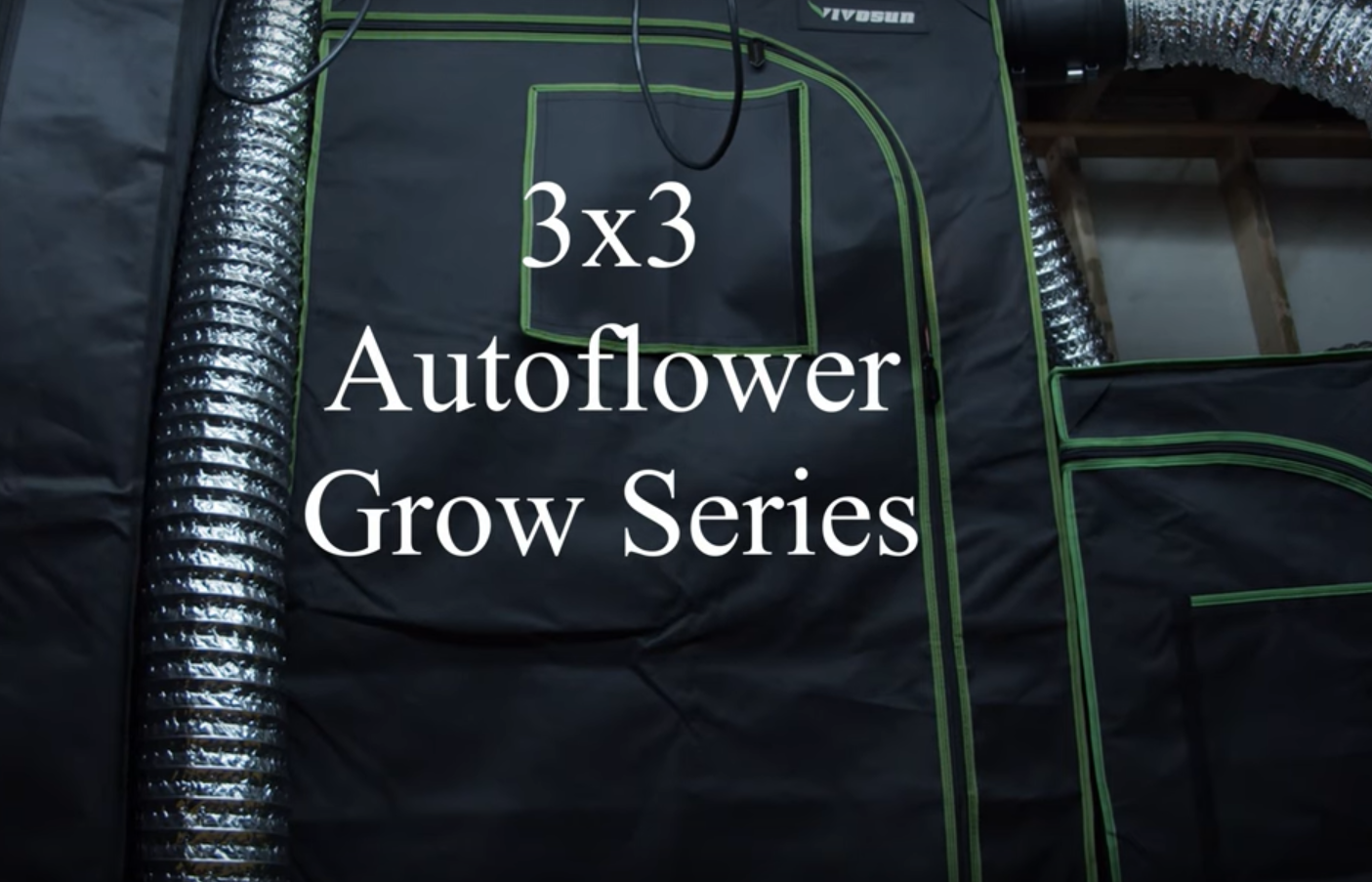 3×3 Auto Flower Grow – Week 7 Grow 1