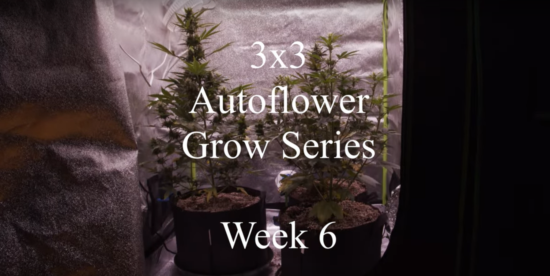 3×3 Auto Flower Grow – Week 6 Grow 1