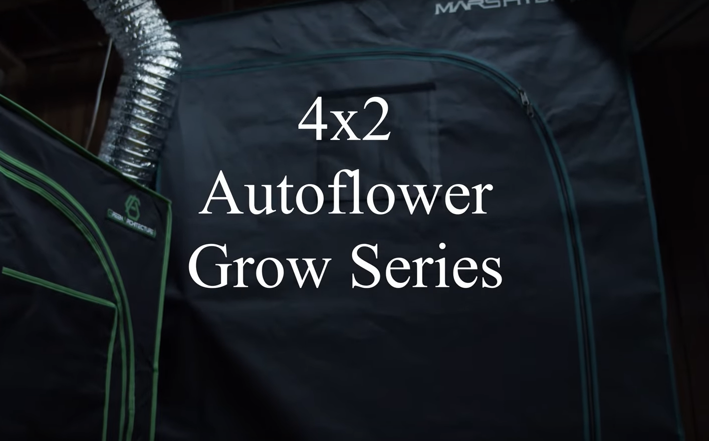 4×2 Auto Flower Grow – Week 4 Grow 1