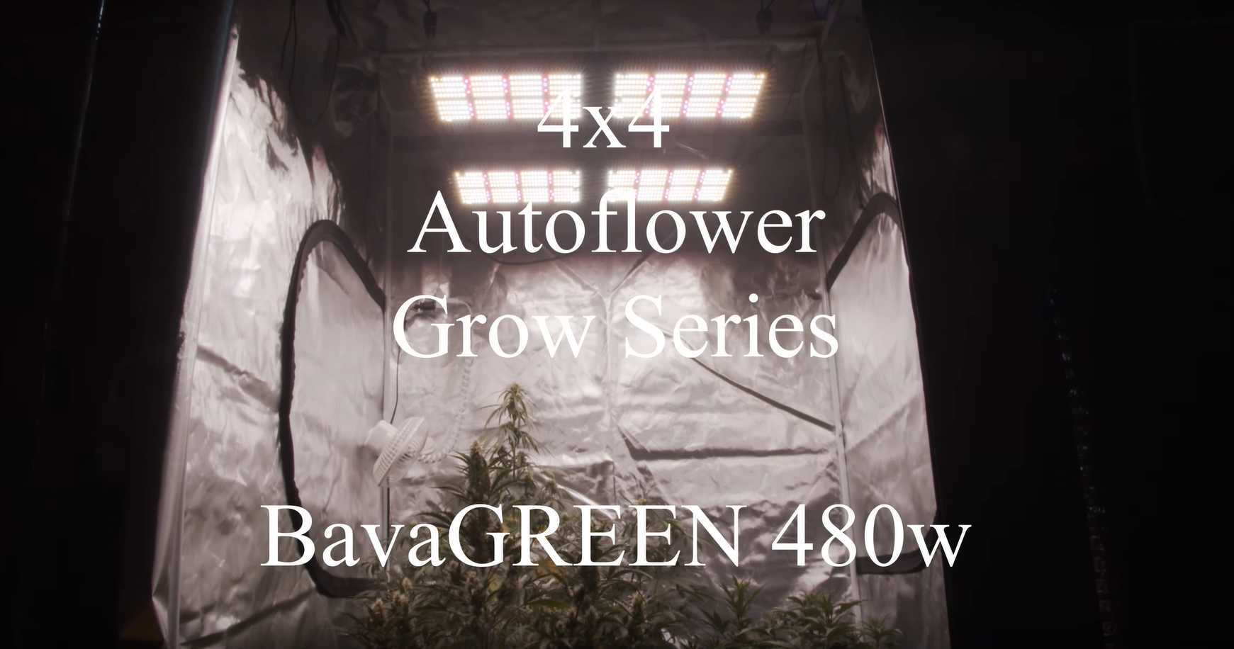 4×4 Auto Flower Grow – Week 7 – Dinafem & BavaGREEN 480W